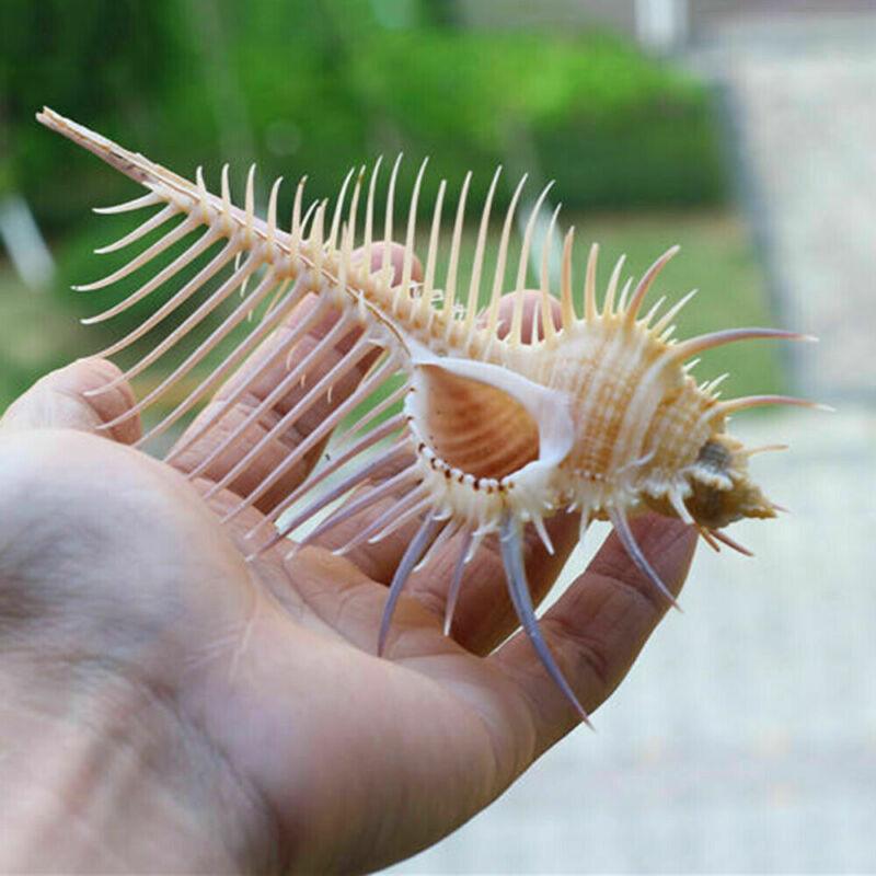 Exquisite Oceanic Conch Shell Decorative Aquarium Fish Specimen