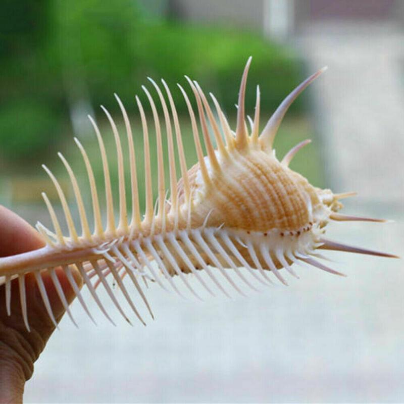 Exquisite Oceanic Conch Shell Decorative Aquarium Fish Specimen